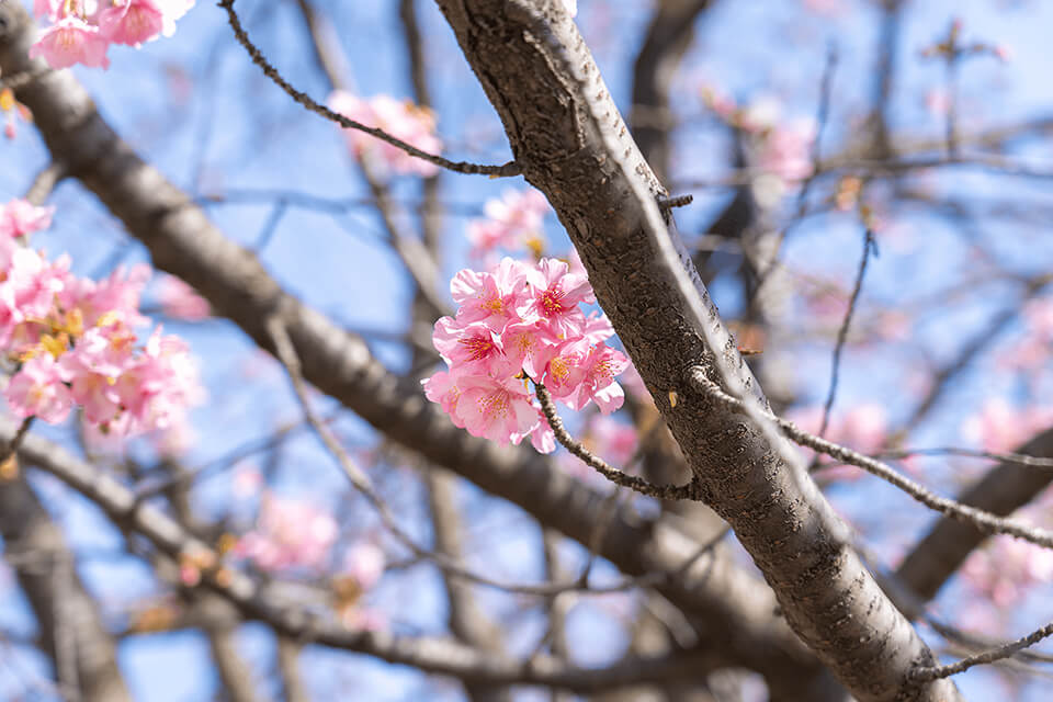 もうすぐ。春。早咲きの河津桜（カワヅザクラ）