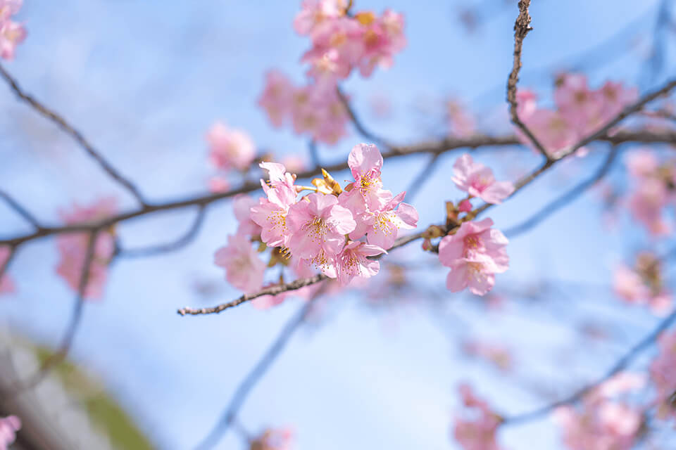 もうすぐ。春。淡い色合いの河津桜（カワヅザクラ）