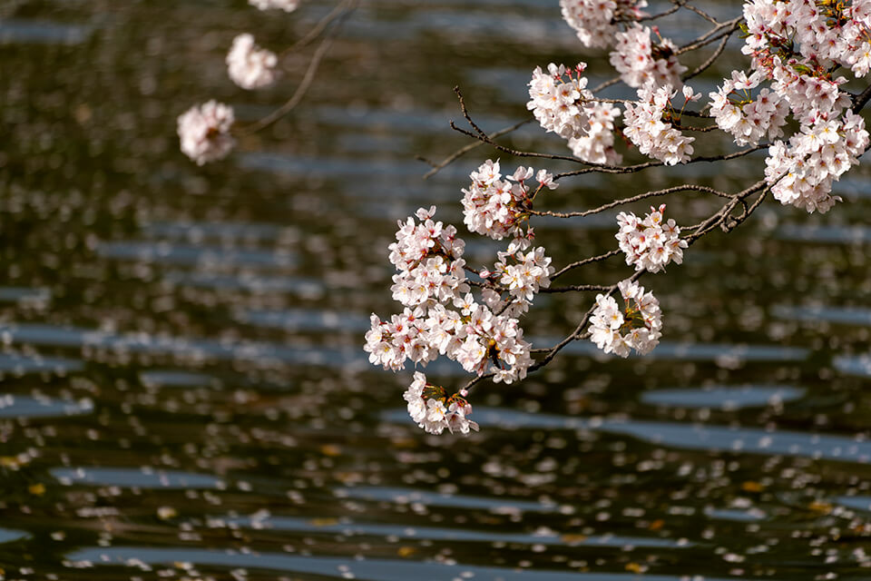 桜咲く枝と水面に散る桜の花びら