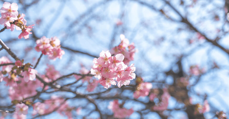 河津桜（カワヅザクラ）が咲き始めました