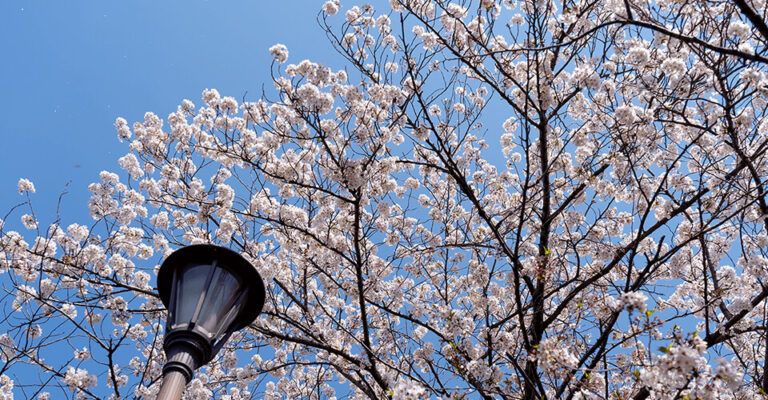 2020年の桜の季節
