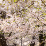 【α7R IV × SEL70300G】2021年の桜の季節