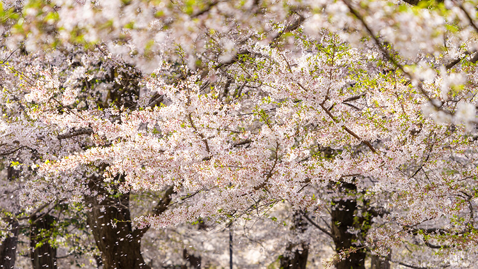 【α7R IV × SEL70300G】2021年の桜の季節